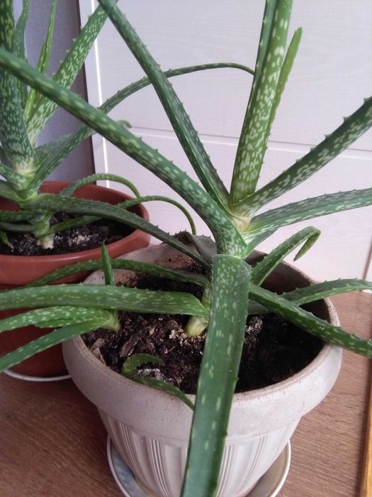 Алоэ -домашний доктор