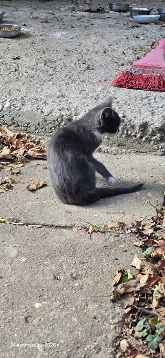 Малки котета подарявам