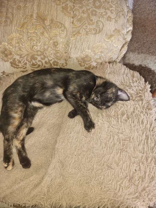 Стерилизованая кошечка 10 мес