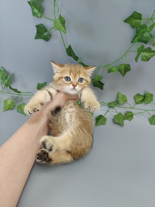 Шиншиллы ny 11 котята Алматы
