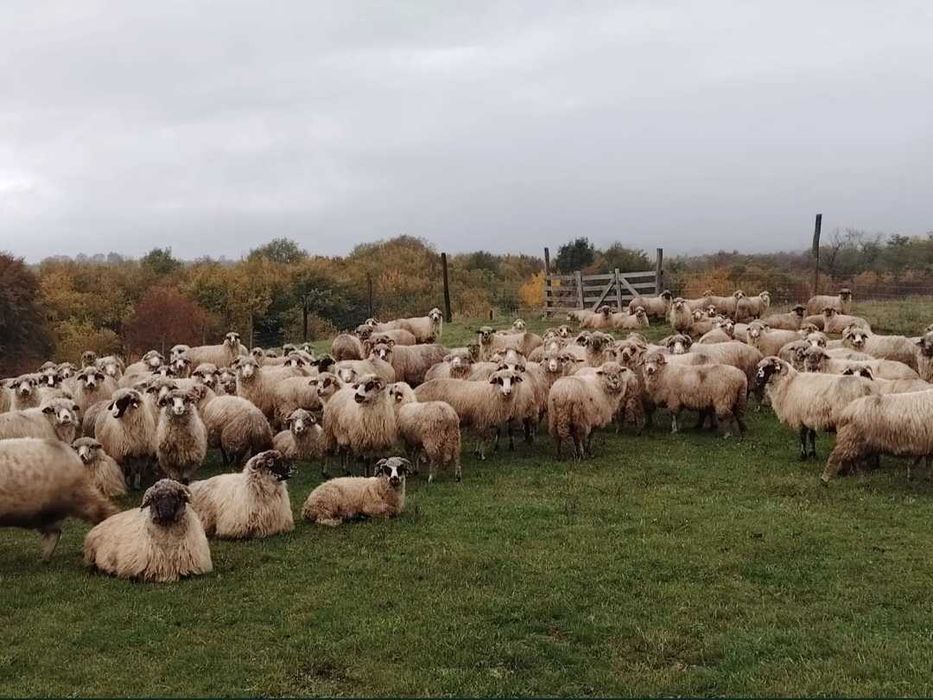 100 Oi țurcane de vânzare