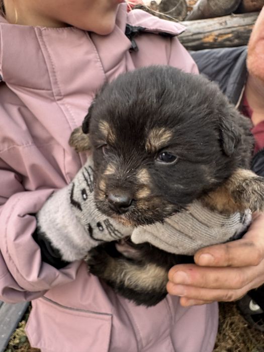 Отдам в добрые руки щенят