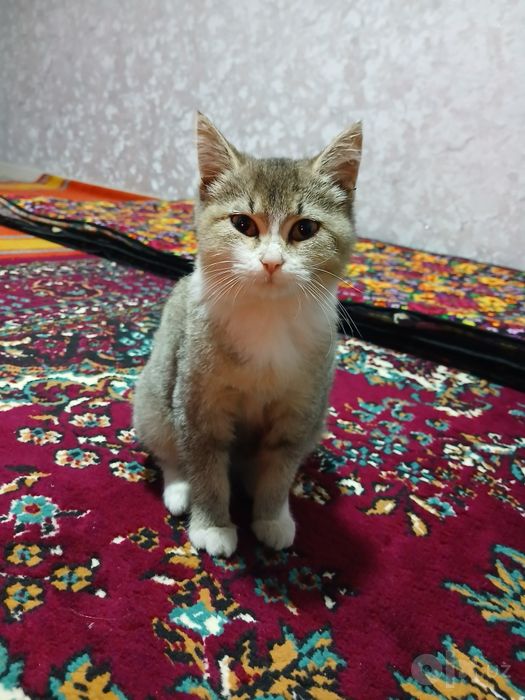 Mushuk:zolotoy shinshila kobbi