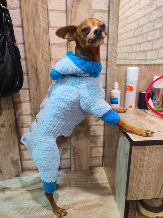 Одежда для животных