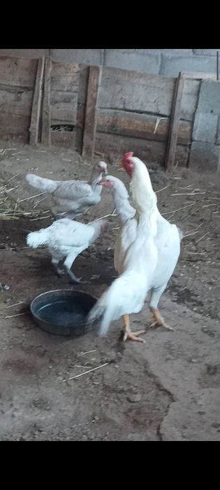 Дакан китайцы, борцовки