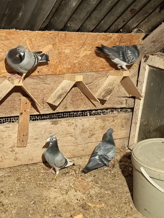 Porumbei voiajori viteza, maraton