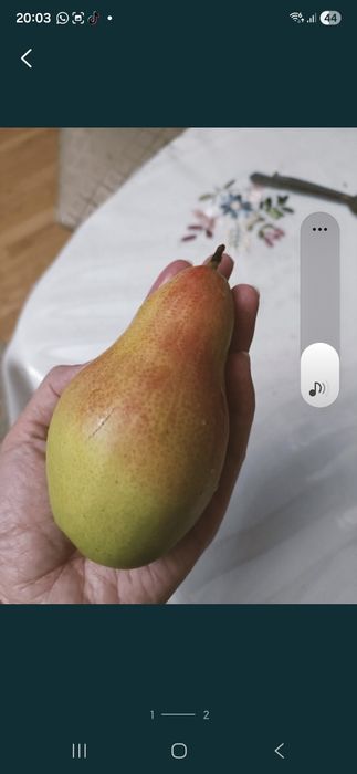 Сладкая груша продам