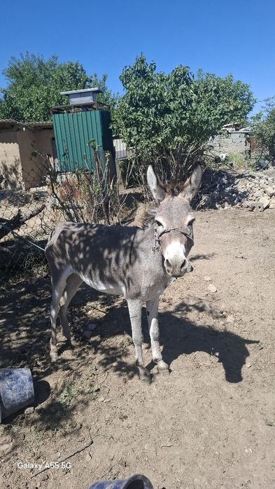 Есек сатам Шубарсуда