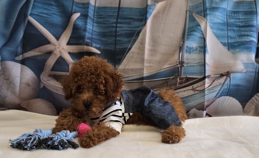 Пудел той  Poodle toy с родословие