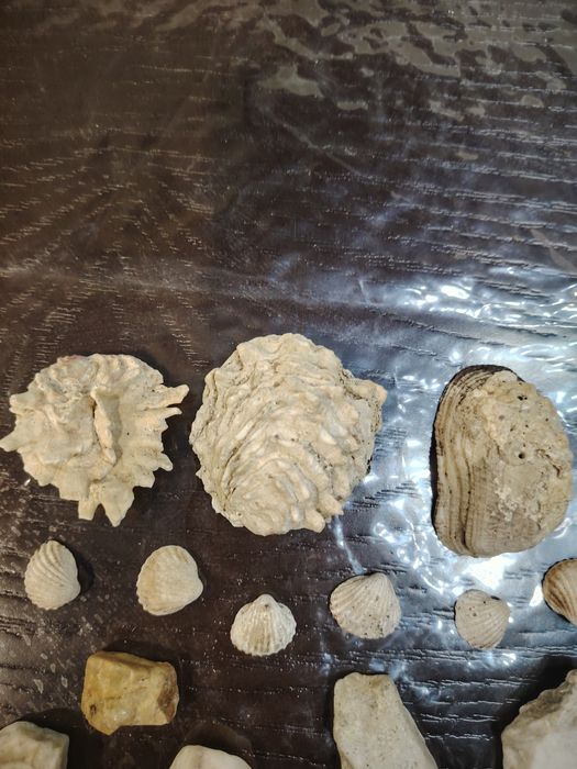 Натуральные ракушки и камни