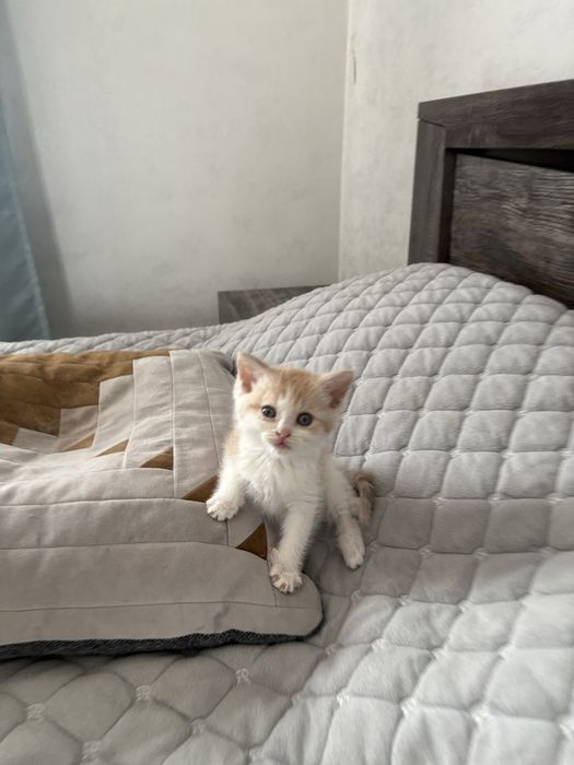 Отдам котёнка в добрые руки!