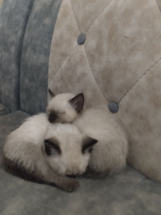 Кошка сяамски продаётся