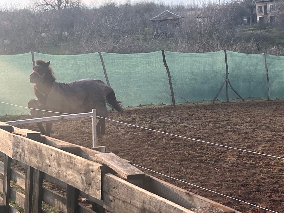 Каракачанска кобила.