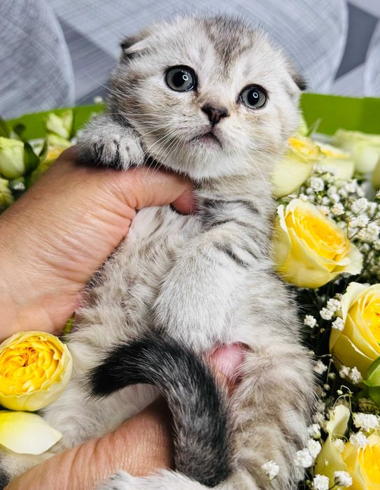 шиншилла плюшевые малыши