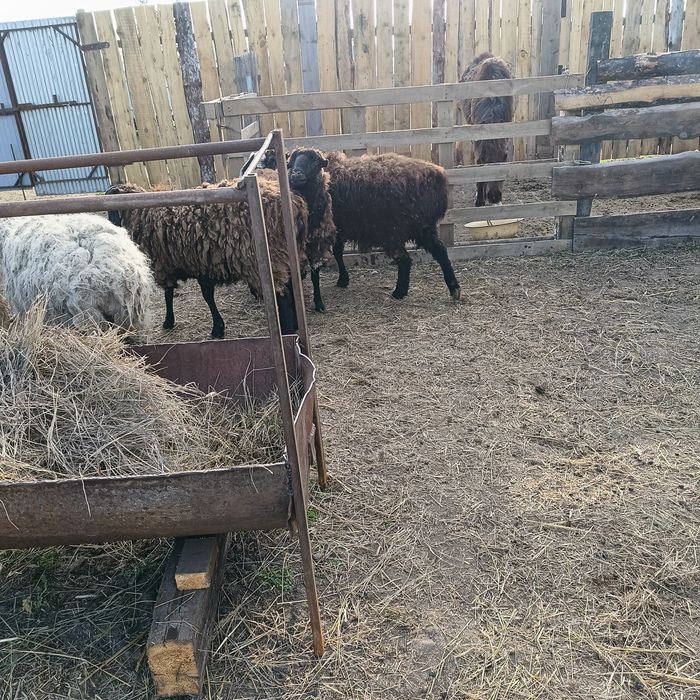 Продам овец 15 голов