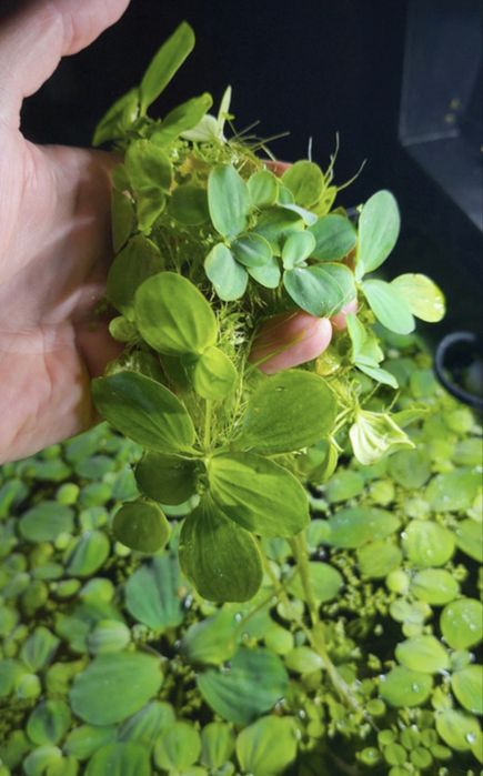 Plante easy de suprafata pentru avarii,iazuri,lacuri-Pistii-no co2