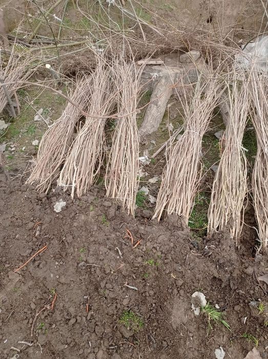 Tut ko'chatlari sotiladi optom narxda