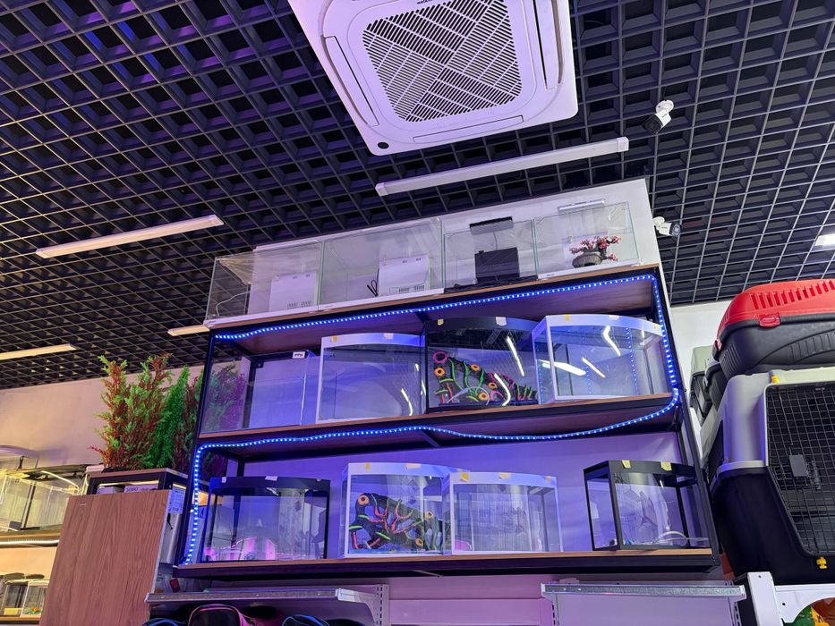 Akvarum va baliq magazin