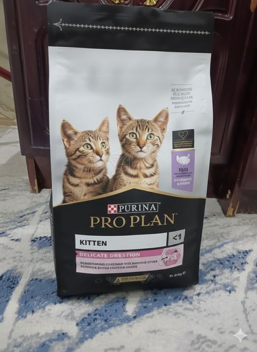 Скоттиш фолд Мушуги сотилади 1.5 ёш, (Blue Silver) Scottish Fold