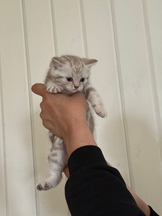 Котята вислоухие