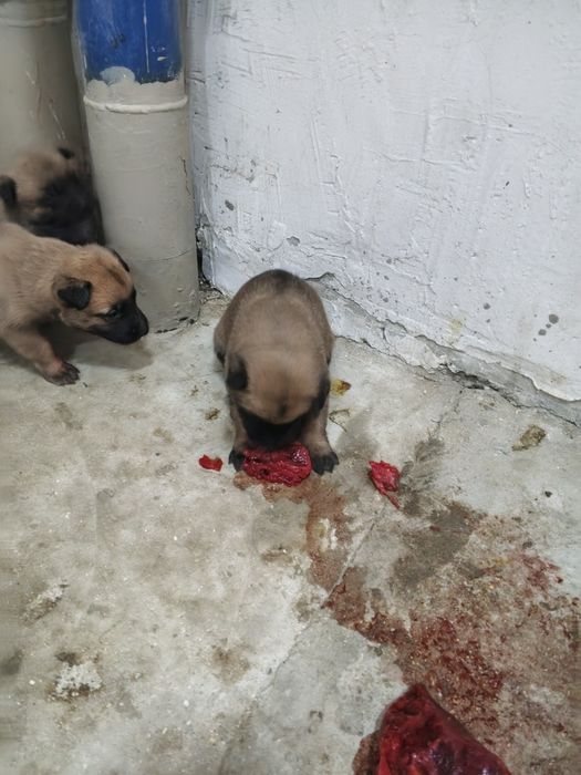 Бельгийская овчарка күшіктері.