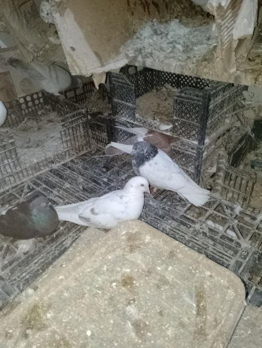 Кабутар сотилади