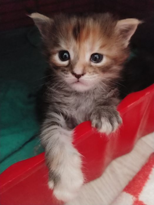 Отличные Котята мейн-кун