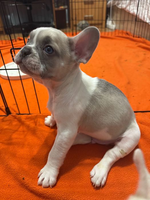 Френски булдози- бебета