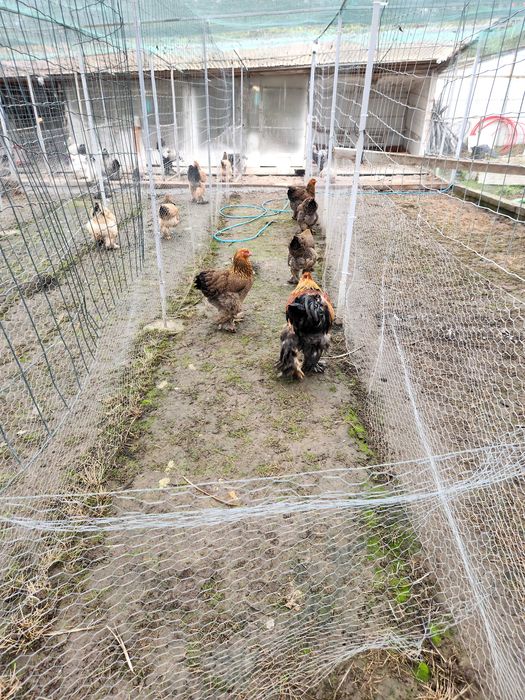 Brahme  ,ouă pentru incubat