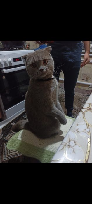 Пропал кот. В новодолинке.