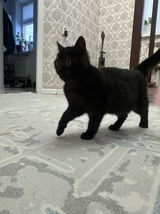 Котеноек прям в добрые руки