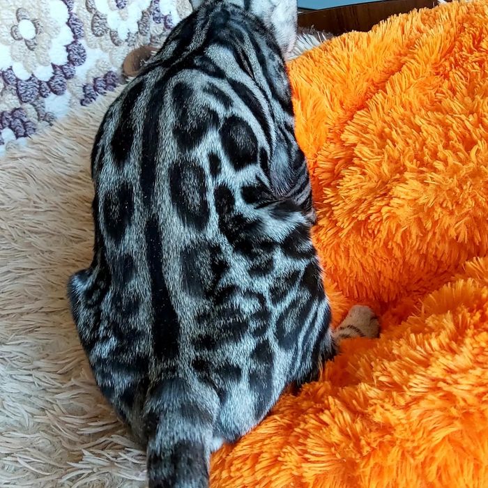 Котята БЕНГАЛЬСКИЕ. Серебро. Готовые