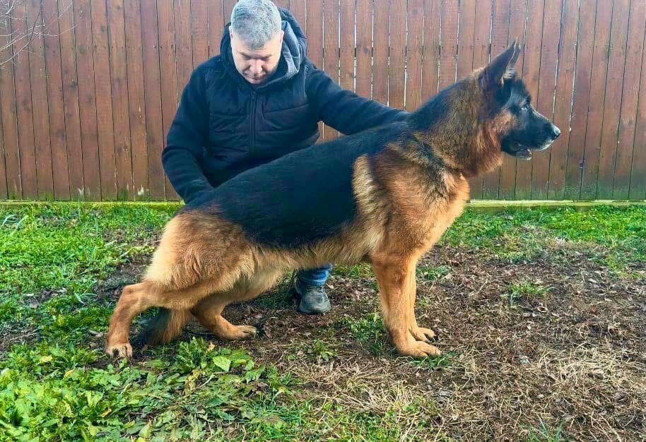 Super pui ciobanesc german cu pedigree