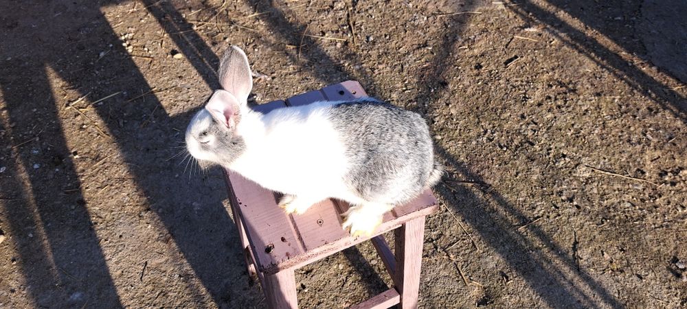 Vând iepuri de casă