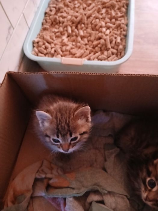 Отдам хорошеньких котят