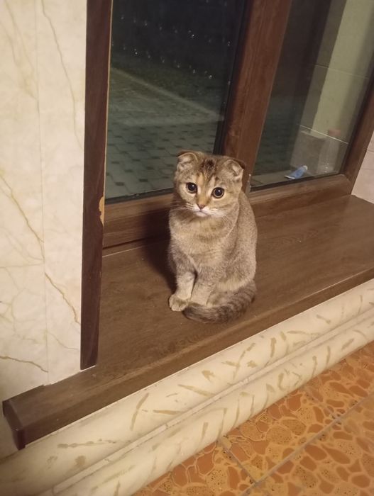 Zalataya shinshila fold