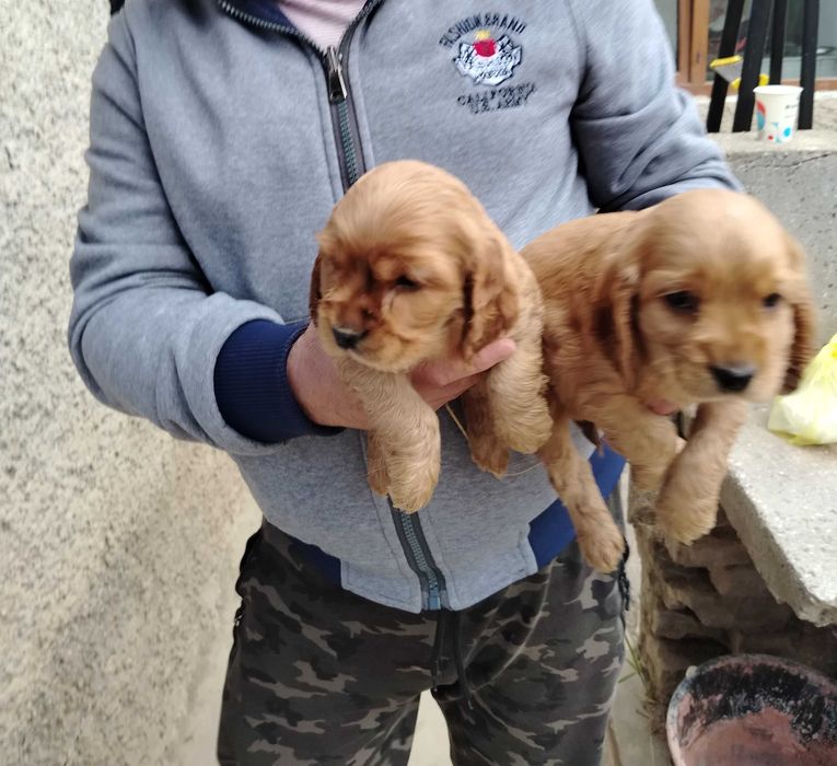 Английски кокерчета