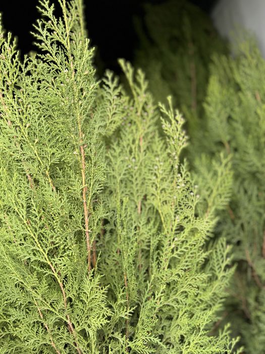 Свежая Туя по 7-8к