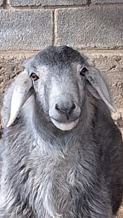 Сатылады көк қошқар