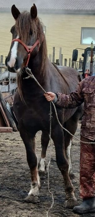 Отличный жеребец