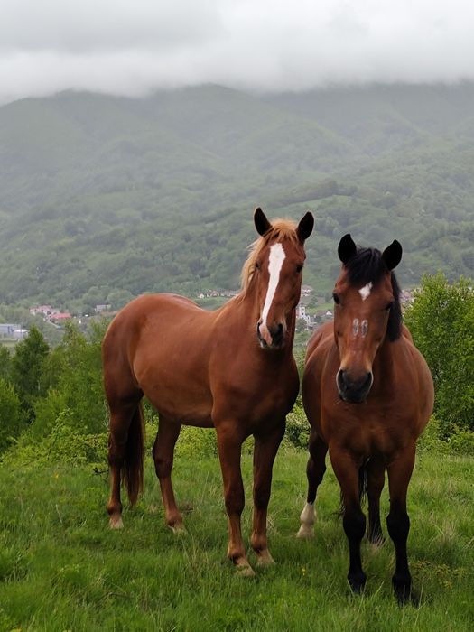 Cârlană 2,5 ani ,detalii in privat