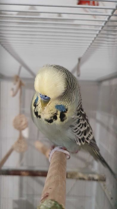 Perusi standard semi-standard si hagoromo pui si adulti