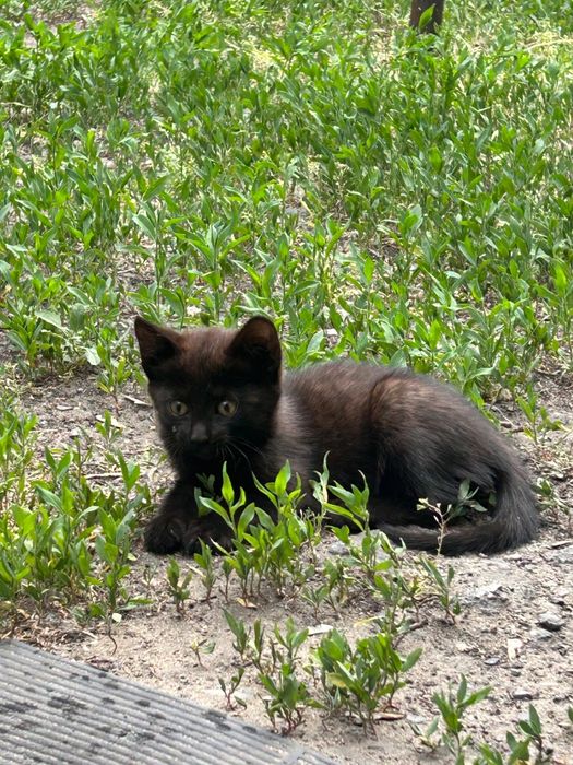 Котята в хорошие руки