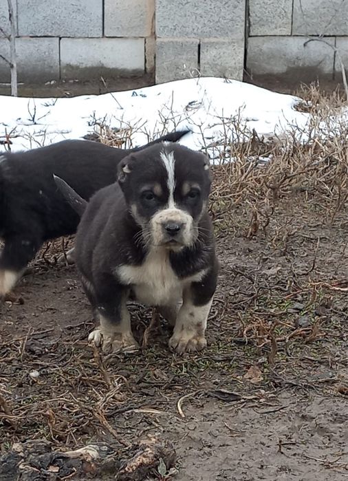 Төбет күшік 1 айлық