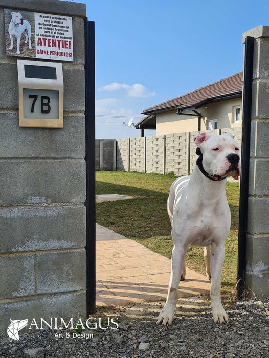 Placa Avertizare Caine Rau Periculos Dog Argentinian