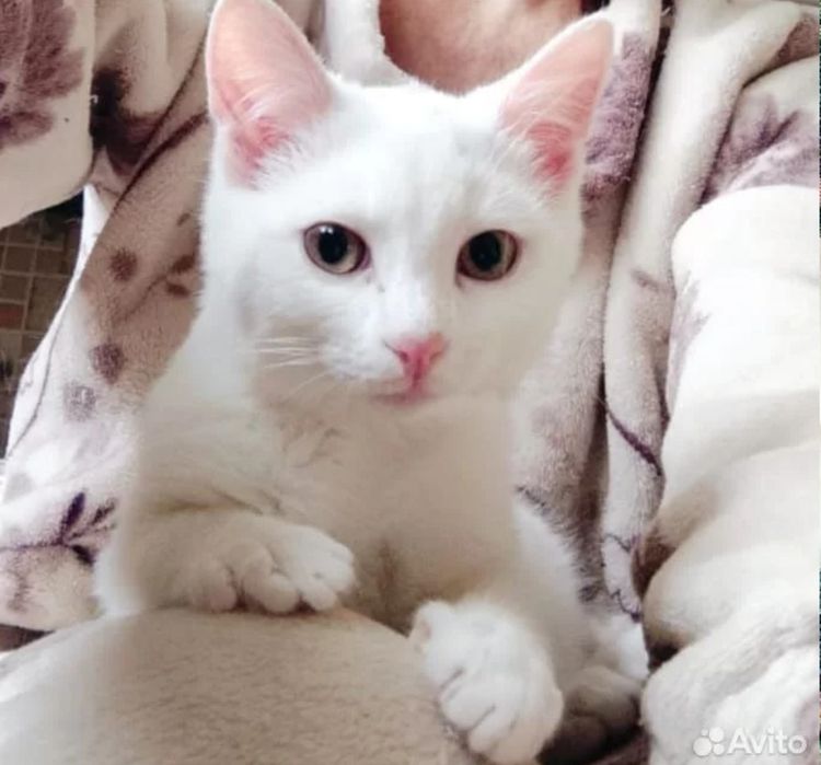 Отдам в добрые руки