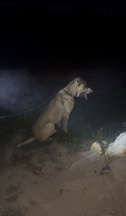 Kangal чистокровная собака, цена договорная