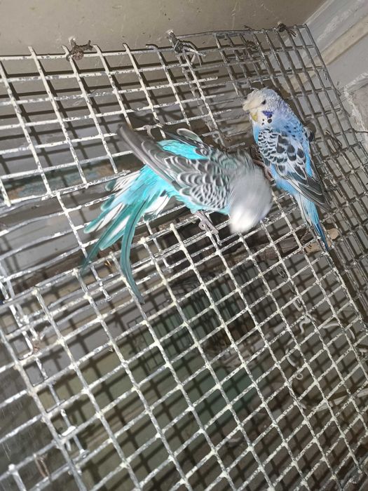 Тайор пара чупатила