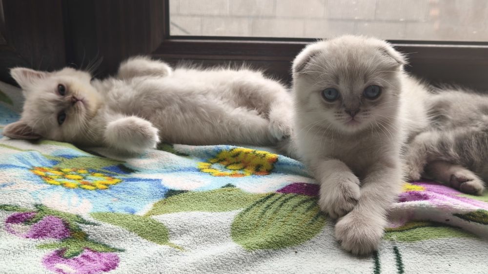 Шотландскик котята