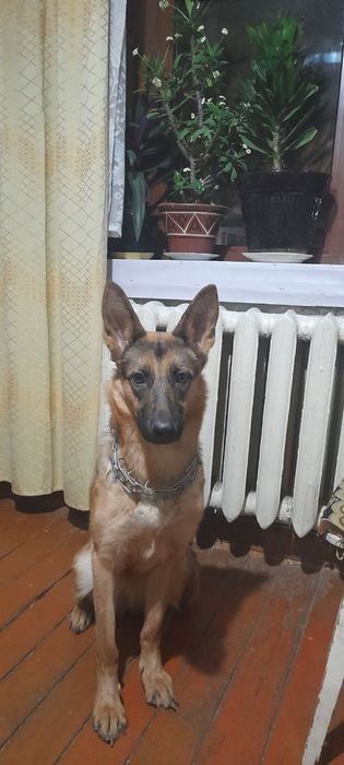 Продаётся авчарка